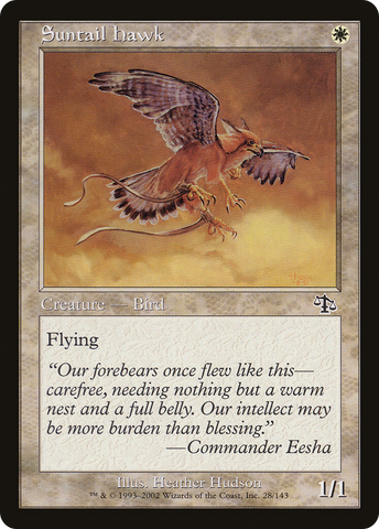 {C} Suntail Hawk [Judgment][JUD 028]