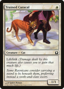 {C} Trained Caracal [Return to Ravnica][RTR 027]