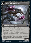 {C} Baneblade Scoundrel // Baneclaw Marauder [Innistrad: Midnight Hunt][MID 085]